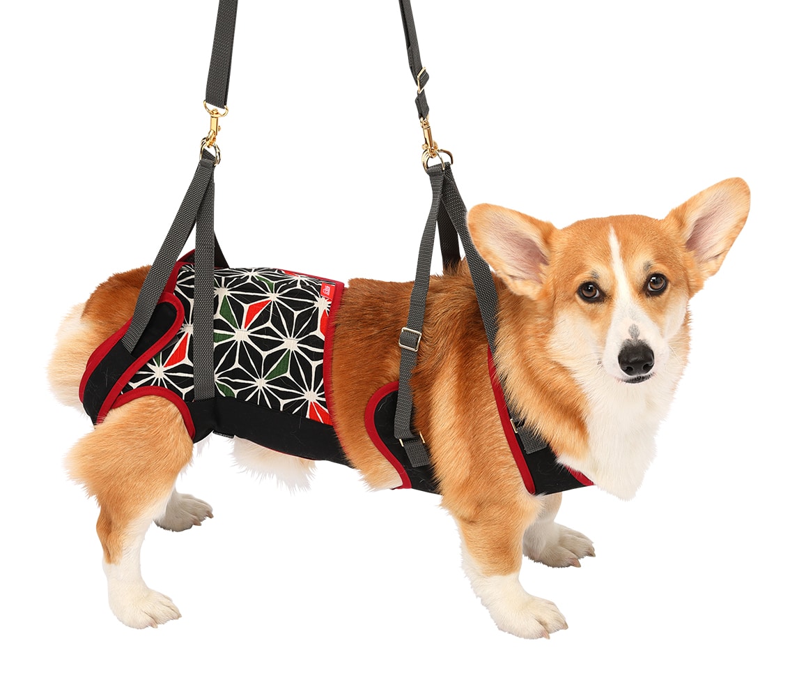 中型犬用  KABUKI【在庫限り】