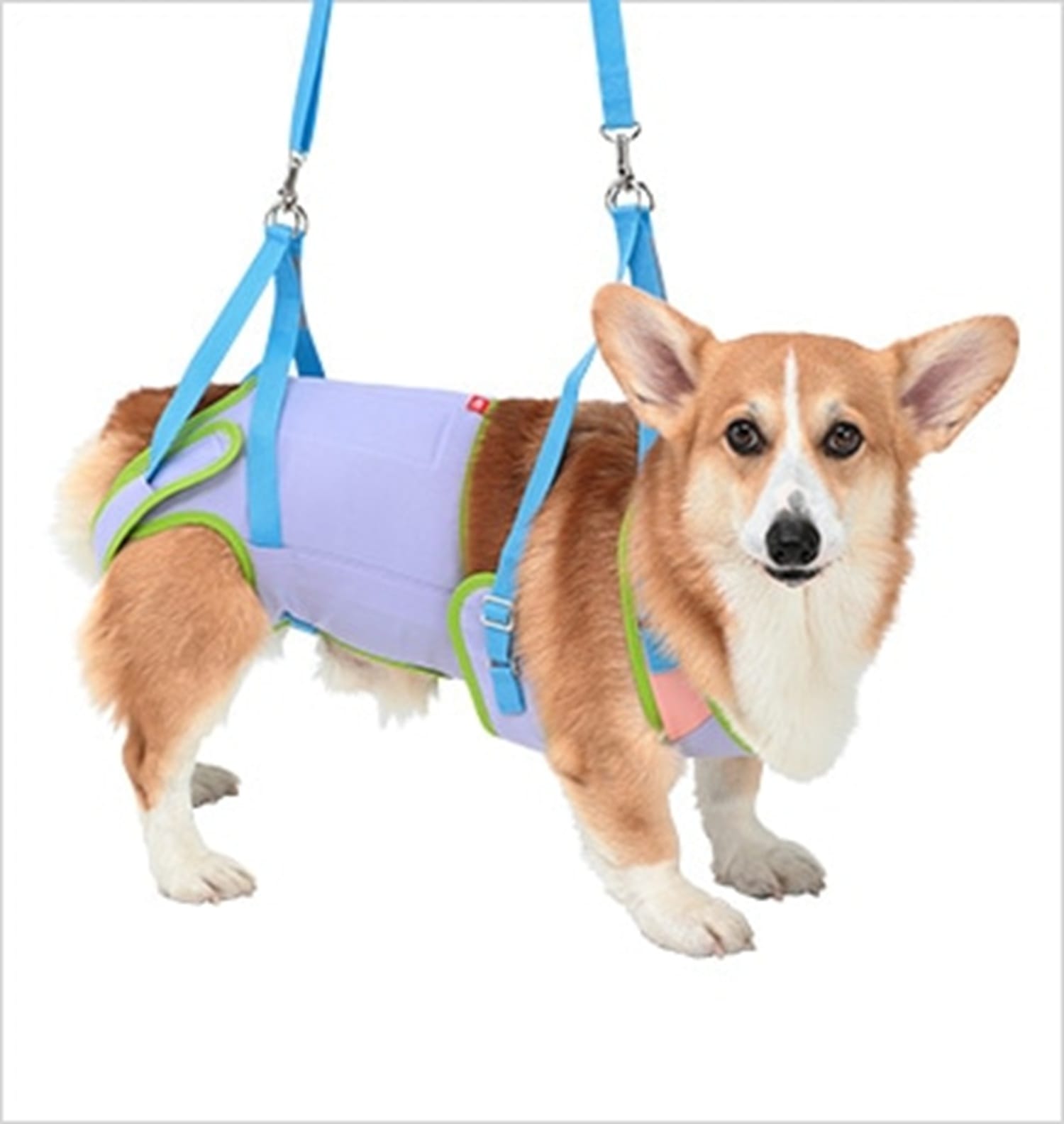 中型犬用  ドリーム【在庫限り】