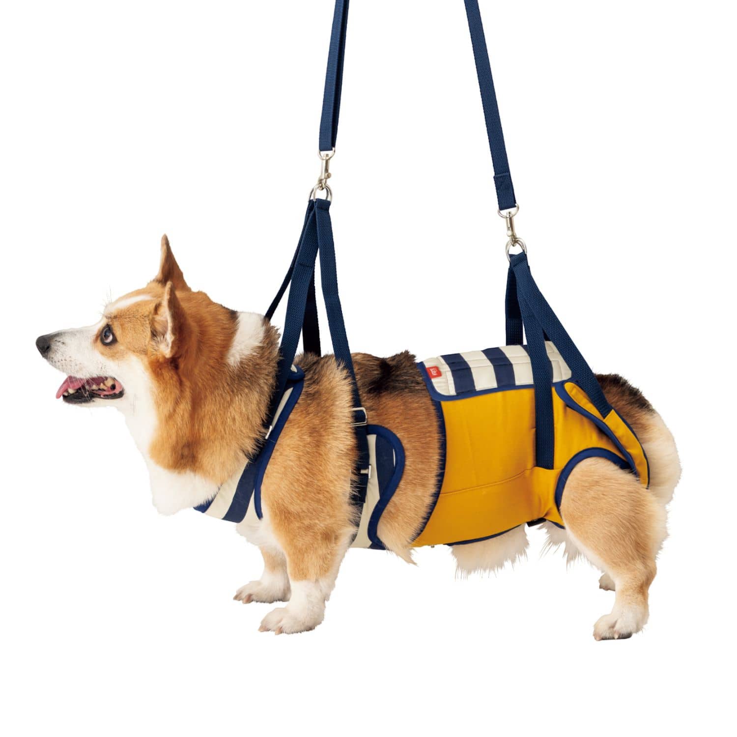 コーギーや柴犬など中型犬をしっかりと支えてあげる歩行補助