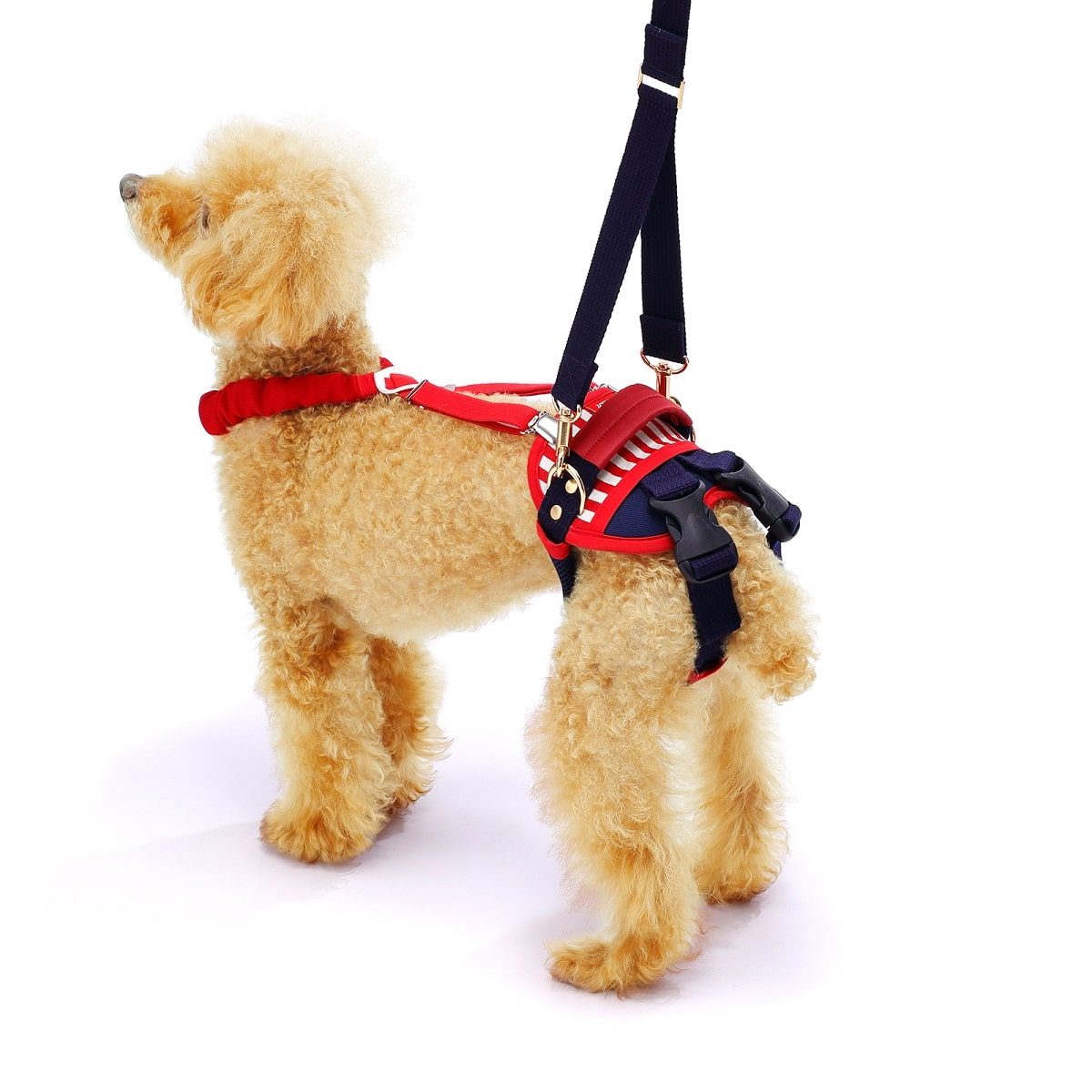 小型犬後ろ足用  ホールド セーラーマリン【在庫限り】